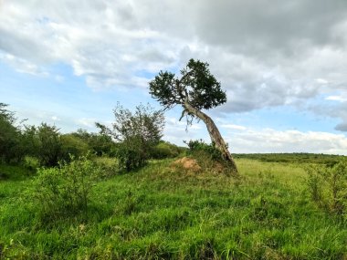 A lone tree in the typical savannah landscape in Kenya
