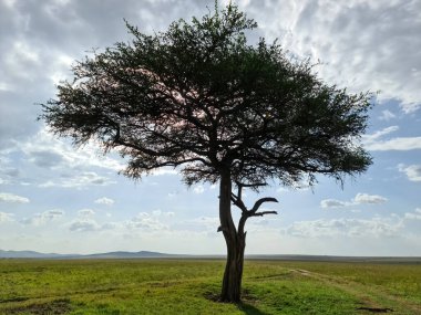 A lone tree in the typical savannah landscape in Kenya