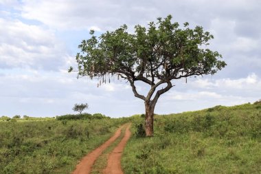 A beautiful sausage tree Kigelia africana in the savannah of Kenya in Africa