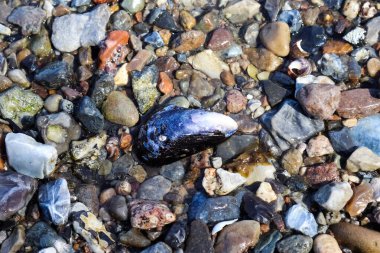 Baltık Denizi 'nin kumlu sahilindeki deniz kabuklarının detaylı görüntüsü.