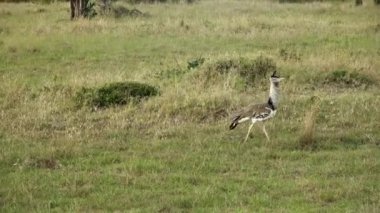 Afrika 'nın otlaklarında gezinen güzel bir dev bustard.