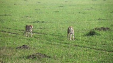Two cheetahs in the wild of Africa in search of prey.