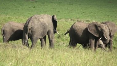 Wild elephants in the bushveld of Africa on a sunny day.