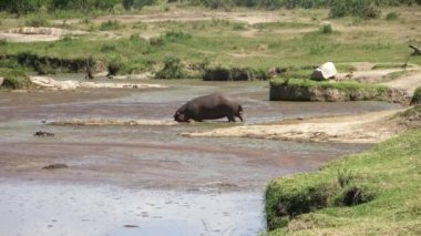 Afrika 'da çamurlu suyu olan geniş bir su bölgesinde birkaç su aygırı..