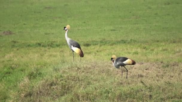 Żółte Żurawie Koronowe Krzakach Afryki — Wideo stockowe