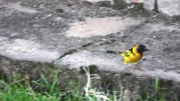 アフリカの黄色の村の織鳥は食べ物を探して飛び回っています — ストック動画