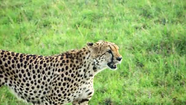 Primo Piano Ghepardo Nella Natura Selvaggia Dell Africa Cerca Prede — Video Stock