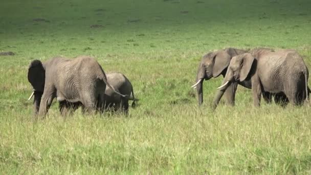 Wild Elephants Bushveld Africa Sunny Day — Video