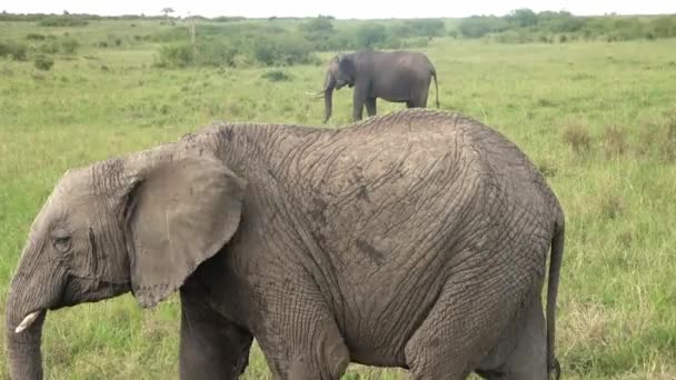 Wild Elephants Bushveld Africa Sunny Day — Vídeo de Stock