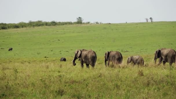 Дикие Слоны Африканском Бушвелде Солнечный День — стоковое видео
