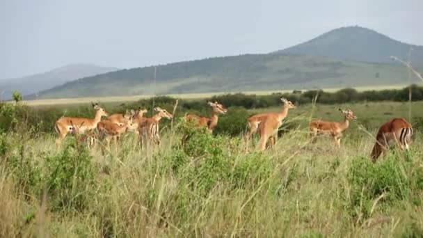 Газели Высокой Траве Дикой Природе Африки — стоковое видео