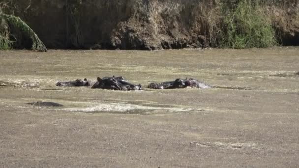 Verschillende Nijlpaarden Een Groot Watergebied Met Modderig Water Afrika — Stockvideo
