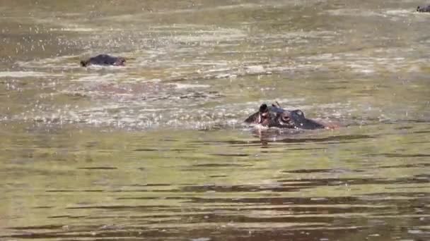 Several Hippos Large Water Area Muddy Water Africa — Stock Video