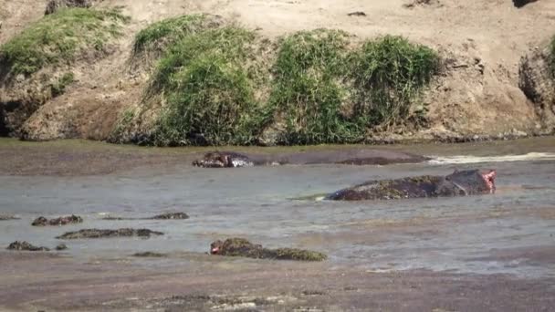 アフリカの泥だらけの水のある大規模な水域のいくつかのカバ — ストック動画