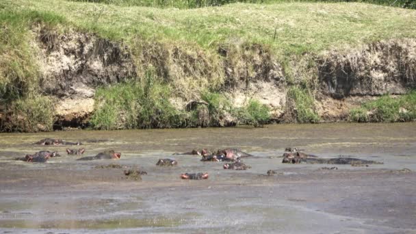 Vários Hipopótamos Uma Grande Área Água Com Água Lamacenta África — Vídeo de Stock