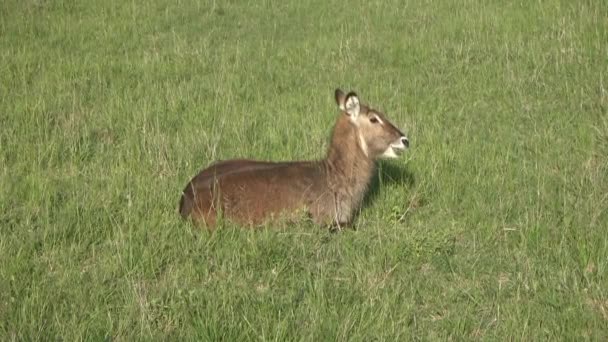 Waterbuck Selvatici Terra Cespuglio Africa Nel Masai Mara Park Vicino — Video Stock