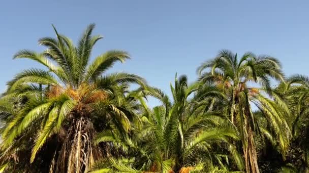 绿棕榈叶在蓝天的映衬下缓缓摇曳 — 图库视频影像