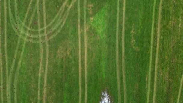 从上面看带有拖拉机和农业机械轮胎痕迹的田野 — 图库视频影像
