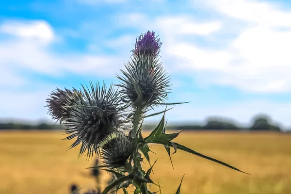 Beautiful thistle plants at the edge of a field in summer