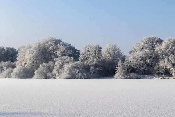 Trees Winter Lot Snow Them — Fotografia de Stock