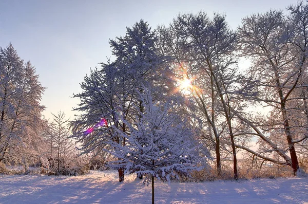 Trees Winter Lot Snow Them — Fotografia de Stock