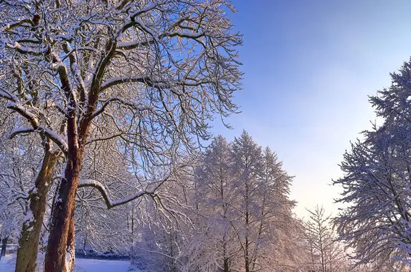 Trees Winter Lot Snow Them — Stock Photo, Image
