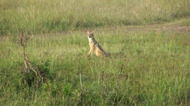 Afrika Savanasında Vahşi Tilkiler Masai Mara 'da.