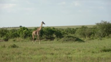 Beautiful giraffe in the wild nature of Africa.