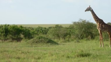 Beautiful giraffe in the wild nature of Africa.