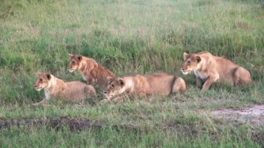 Impressive wild lions in the wilds of Africa in Masai Mara.