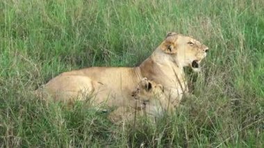 Impressive wild lions in the wilds of Africa in Masai Mara.