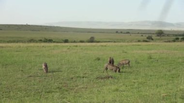 Afrika savanındaki domuzlar Masai Mara 'da.