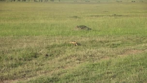 マサイ マラのアフリカのサバンナの野生のキツネ — ストック動画