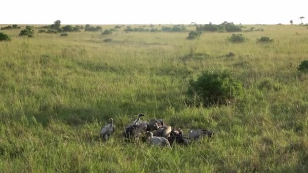 アフリカの野生動物の死体の上で戦う多くのハゲタカ — ストック動画
