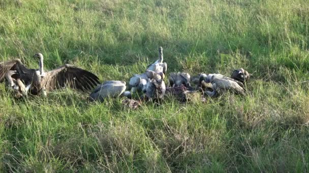 Numerous Vultures Fight Carcass Wilds Africa — Stockvideo