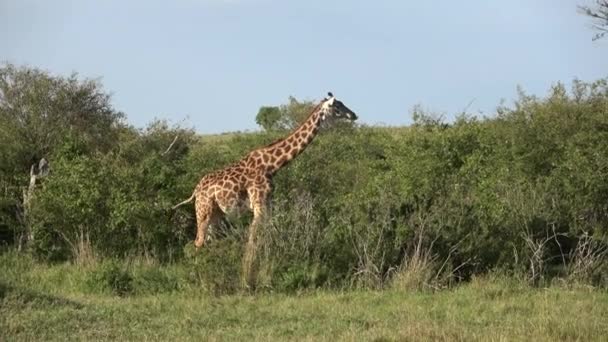 Красивый Жираф Дикой Природе Африки — стоковое видео