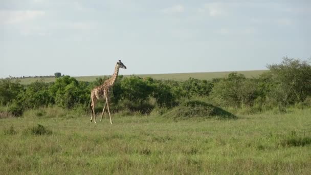 Beautiful Giraffe Wild Nature Africa — Stock Video