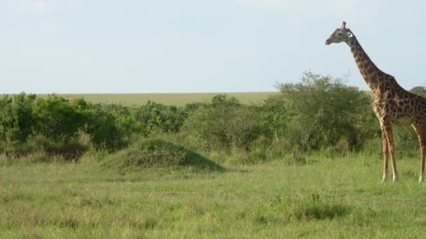 Beautiful Giraffe Wild Nature Africa — Stockvideo