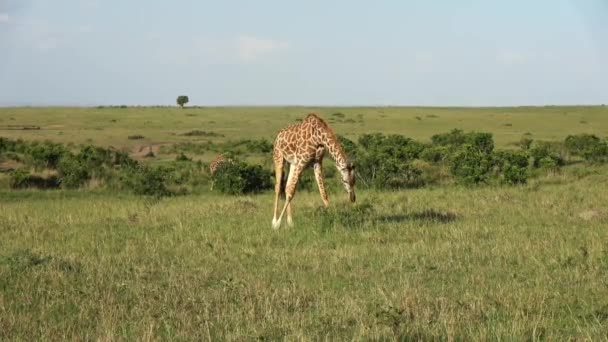 Beautiful Giraffe Wild Nature Africa — Stok video