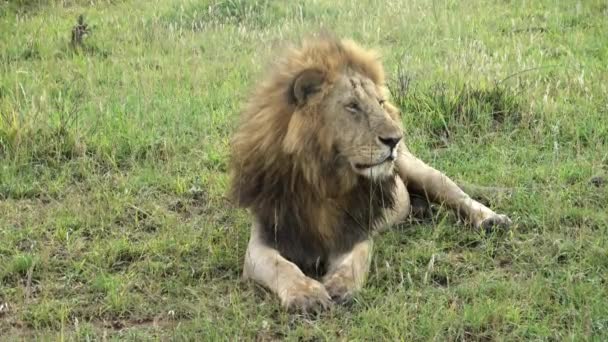 Impressive Wild Lions Wilds Africa Masai Mara — Vídeo de stock