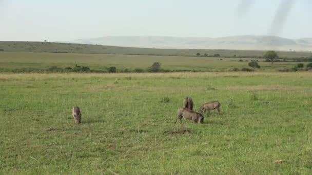 Warthogs Afrykańskiej Sawannie Masai Mara — Wideo stockowe
