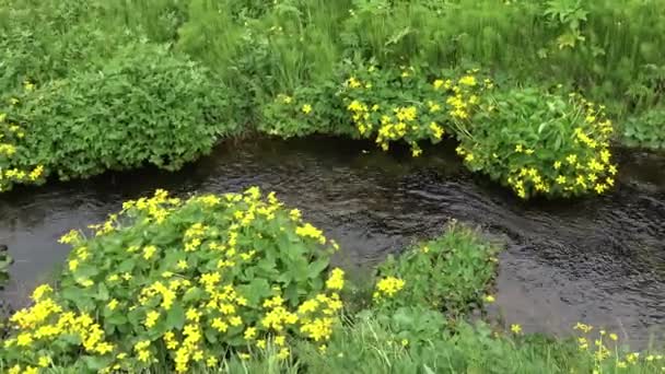 Small Stream Green Icelandic Landscape — Stock Video