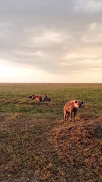 Plan Vertical Des Hyènes Sauvages Dans Savane Afrique — Video