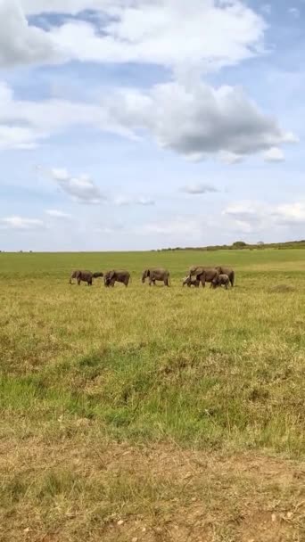 Wild Elephants Bushveld Africa Sunny Day — Vídeos de Stock