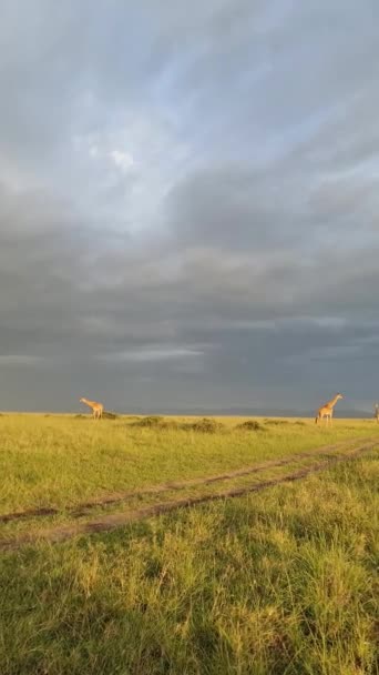Tiro Vertical Una Hermosa Jirafa Naturaleza Salvaje África — Vídeos de Stock
