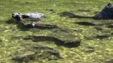 Water surfaces with waves and ripples and the sunlight reflecting at the surface.