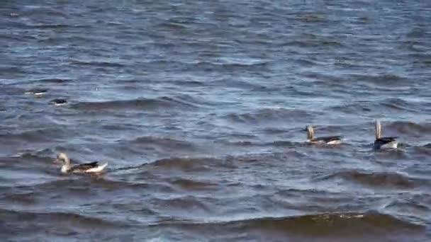 Lots Beautiful European Goose Birds Lake Stormy Weather — Stock Video