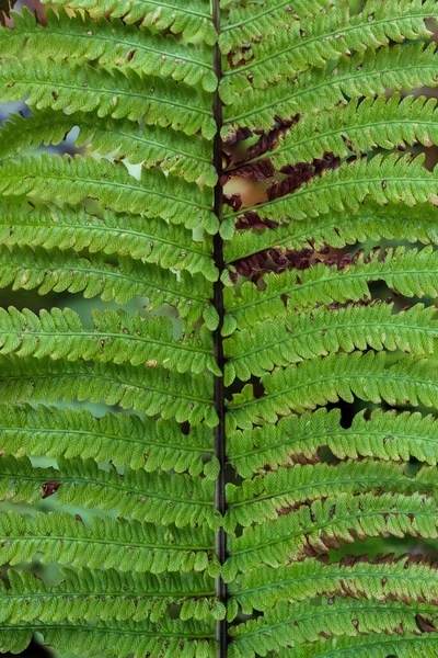 森林地帯の緑のシダの葉の詳細なビュー — ストック写真
