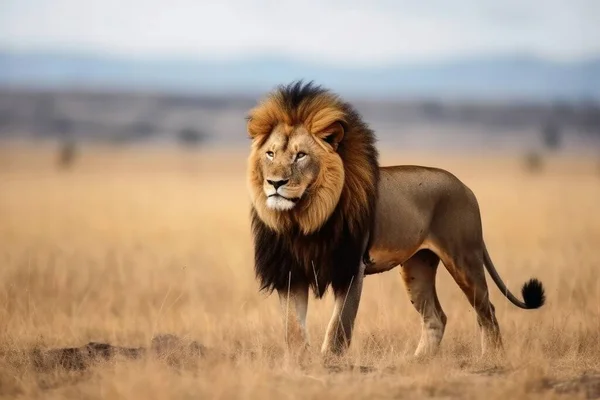 Большой Лев Саванне Король Животных — стоковое фото