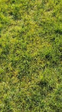 Güneşli bir yaz gününde çayırdaki yeşil çimlere yakınlaşmanın dikey görüntüsü.